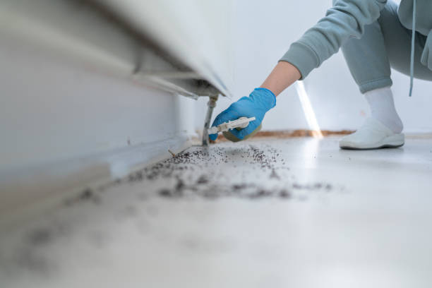Best Wasp Removal Services  in Whitney Point, NY